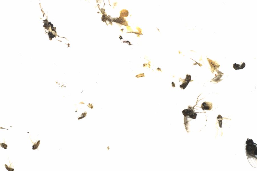 Fullscreen Image