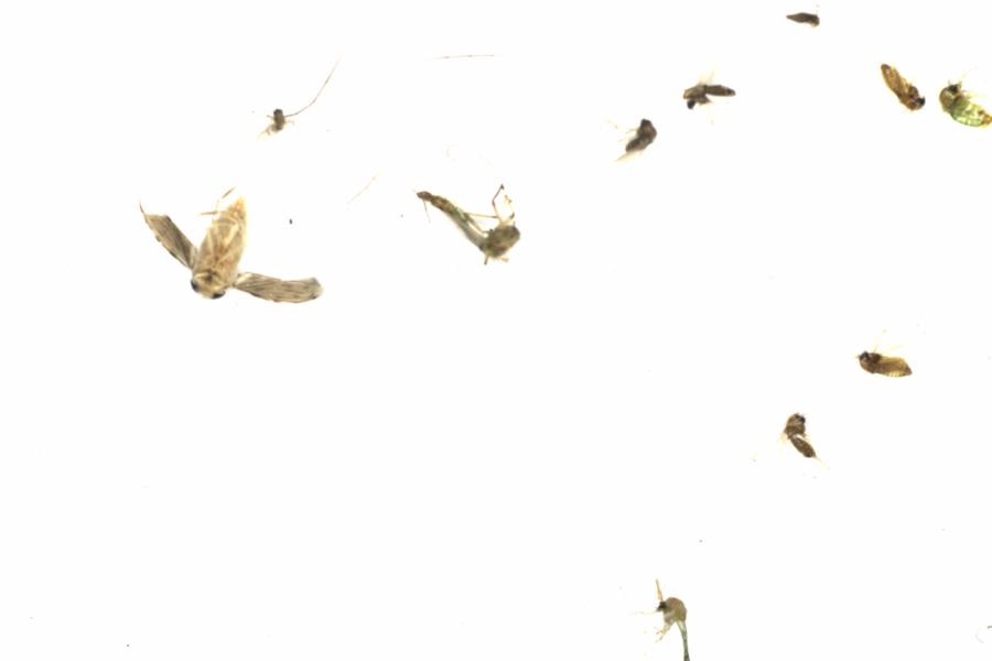 Fullscreen Image