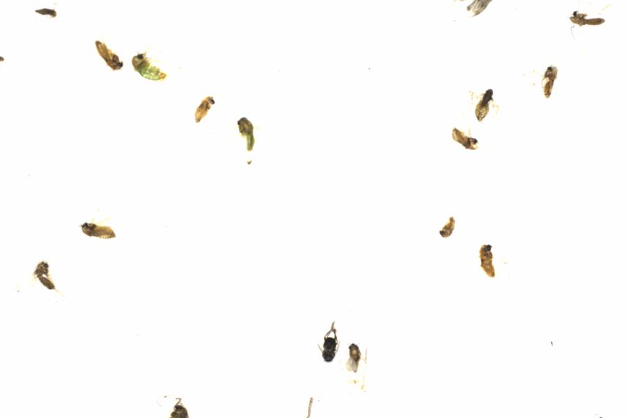Fullscreen Image