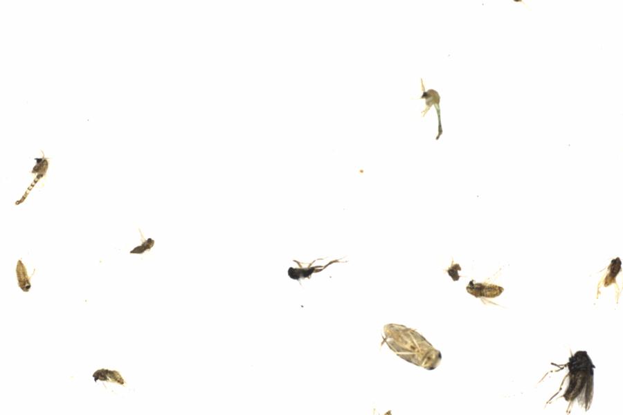 Fullscreen Image