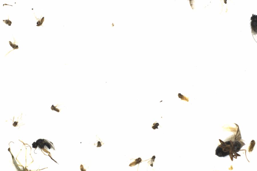 Fullscreen Image