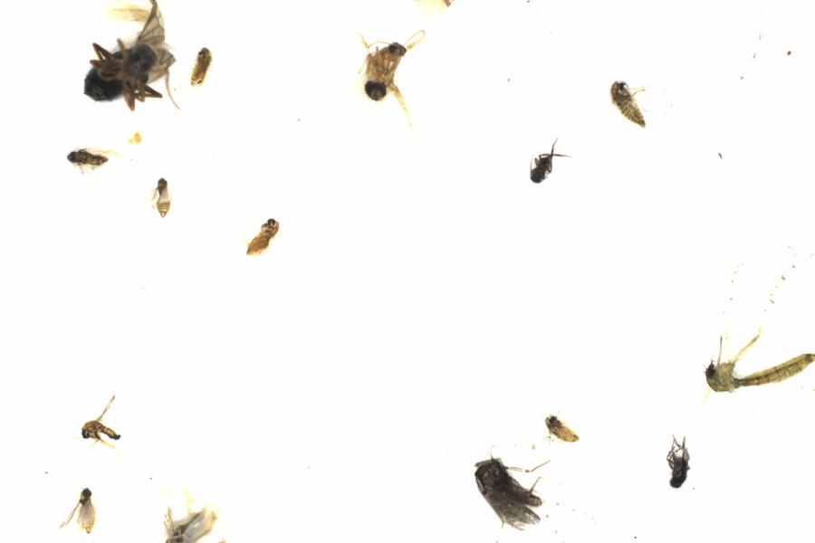 Fullscreen Image