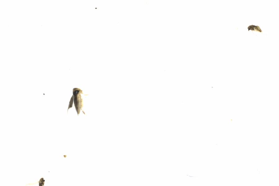 Fullscreen Image