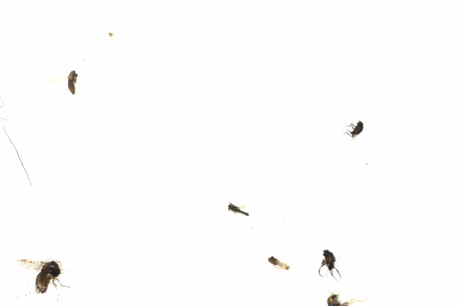 Fullscreen Image
