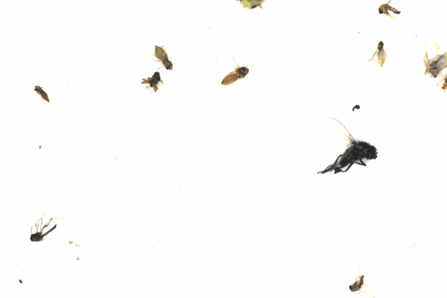 Fullscreen Image