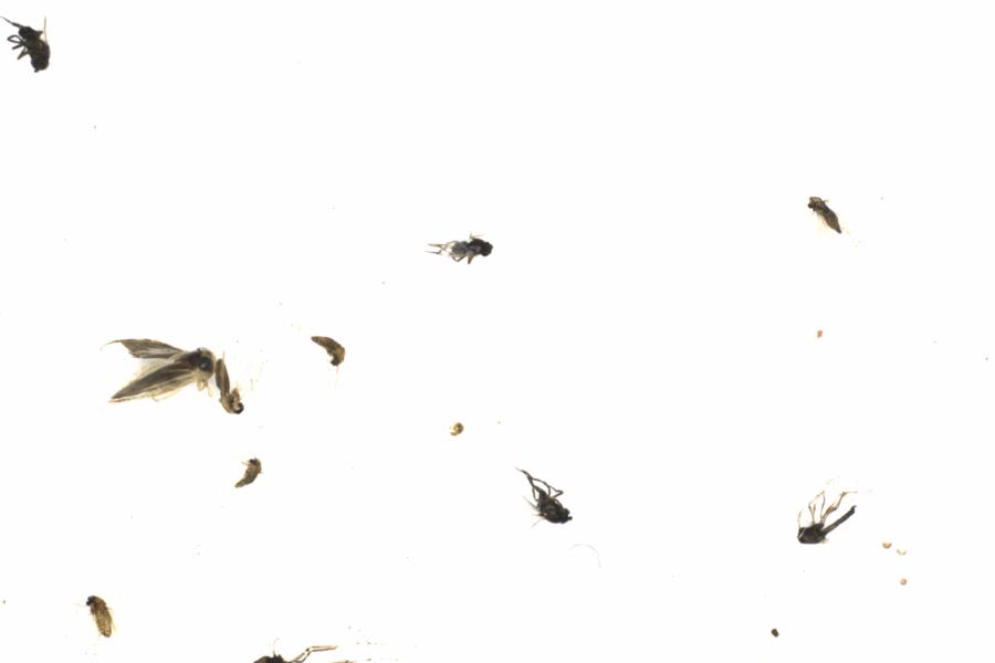 Fullscreen Image