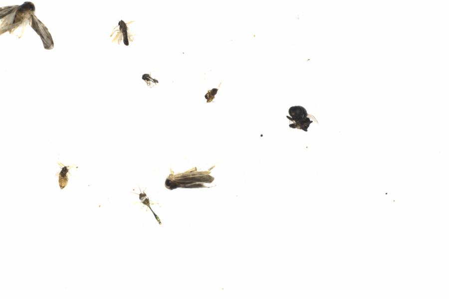 Fullscreen Image
