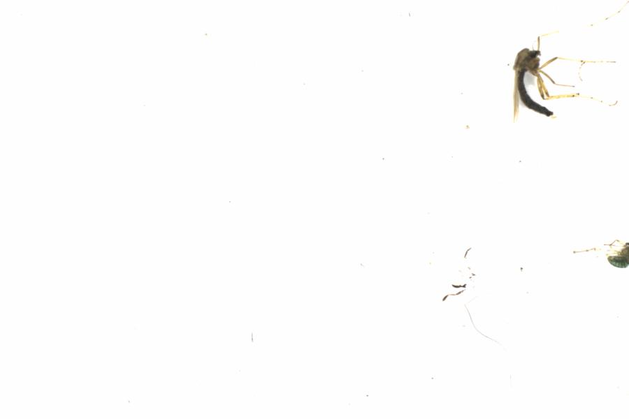 Fullscreen Image
